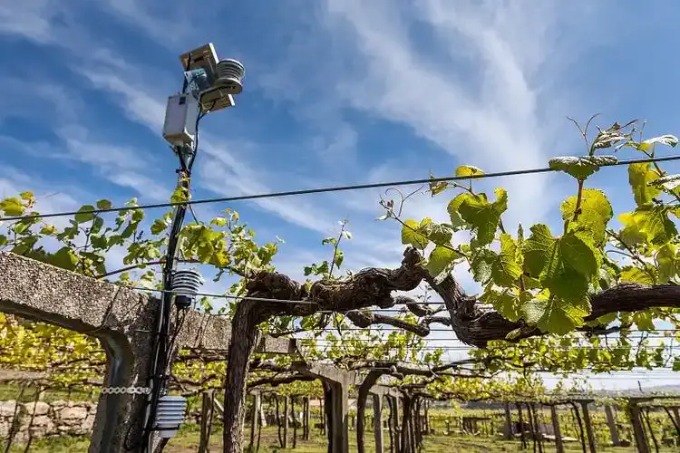 Commercial vineyard weather station monitoring canopy microclimates and frost risk.